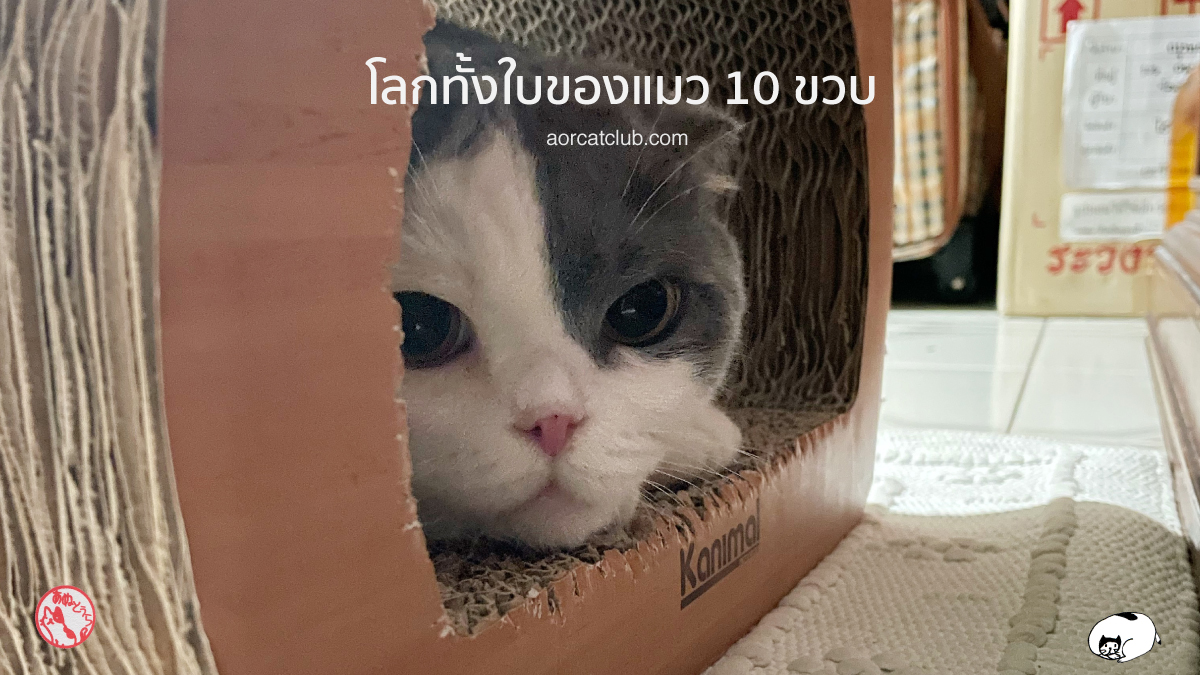 แมว 10 ขวบปี เป็นอย่างไร