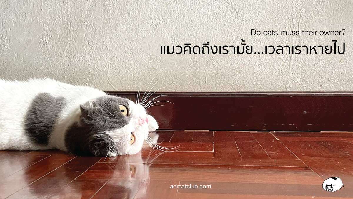 แมวคิดถึงเรามั้ย เวลาที่เราไม่อยู่