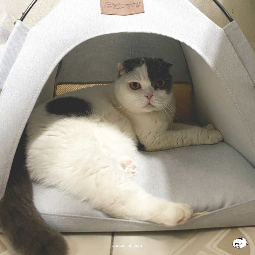 แมวรอเจ้าของกลับบ้าน