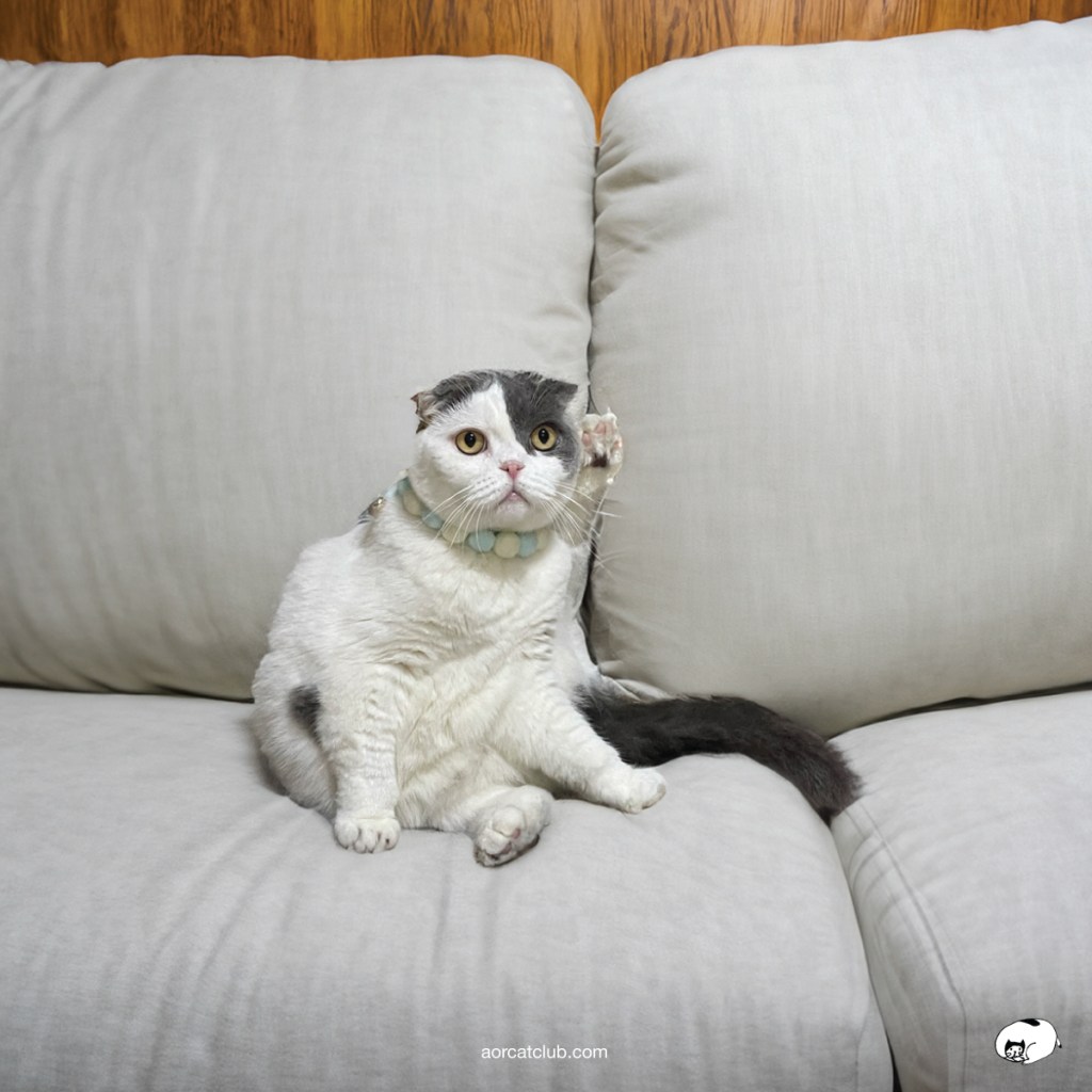 แมวรอเจ้าของกลับบ้าน