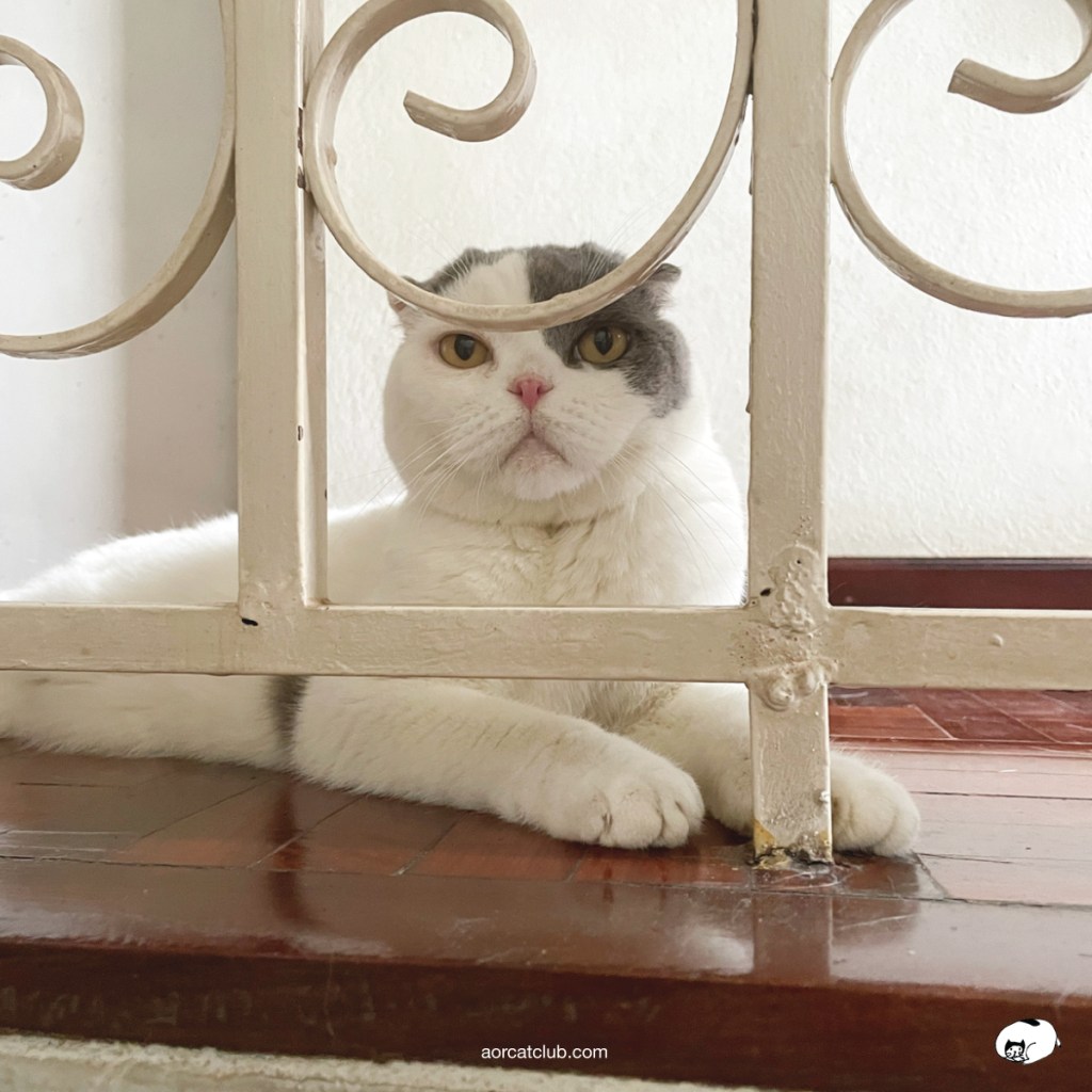 แมวเลี้ยงเดี่ยว จะเหงา เลี้ยงคู่ดีกว่า