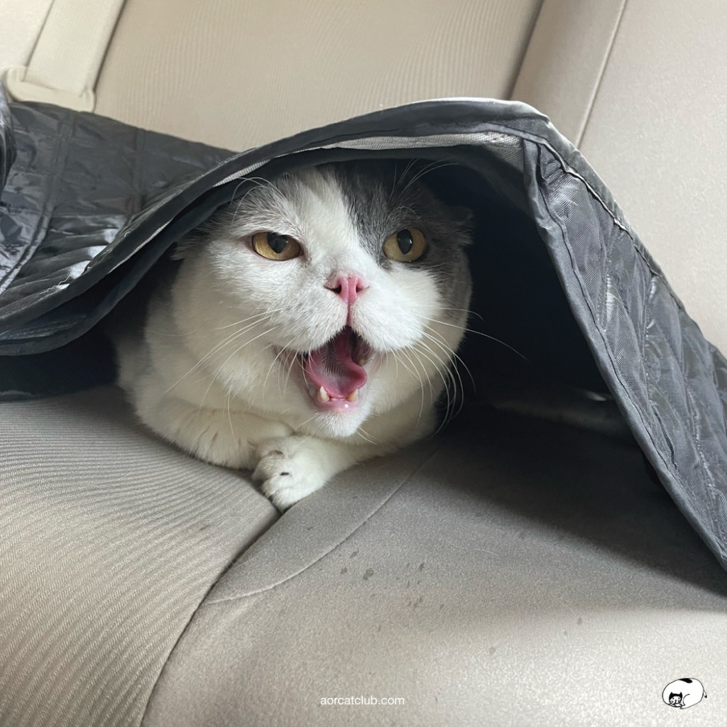 เจ้าของไม่อยู่นานแมวจะเครียดได้