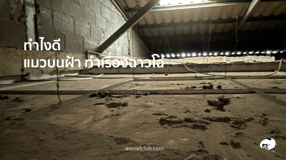 แมววิ่งบนฝ้า ถ่ายสกปรก เหม็นมาก ทำยังไงดี